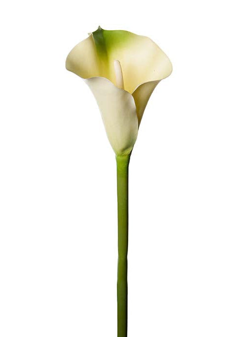 Calla - Grön