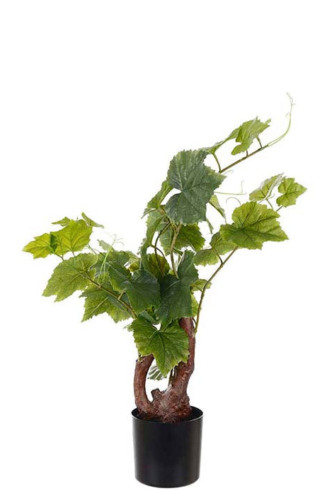 Vinstock - 55cm