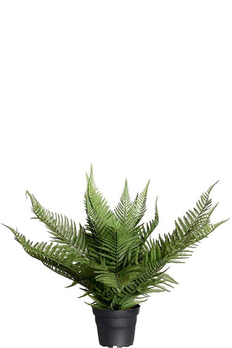 Ormbunke - 35cm