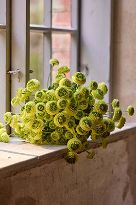 Chrystanthemum - Grön