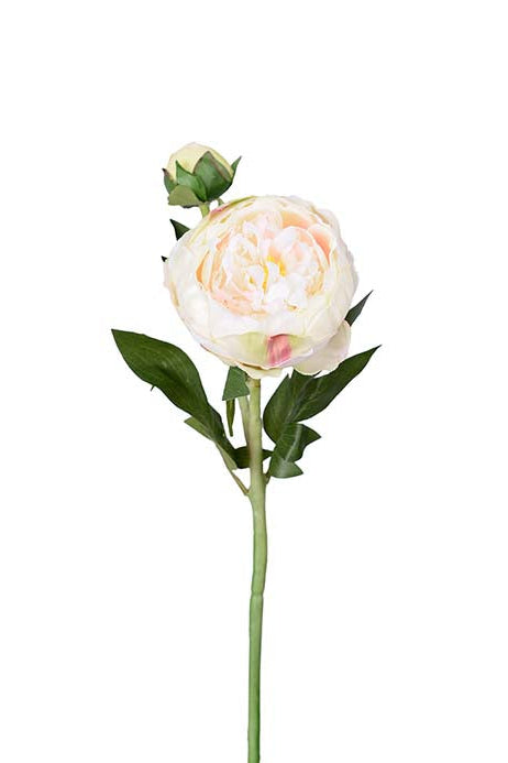 Pion - 58cm - Cream