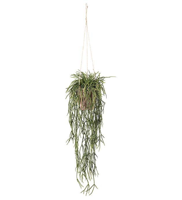 Rhipsalis - 55cm