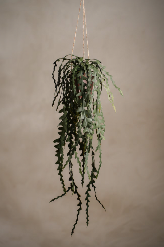 Älghornsbräken - 60cm