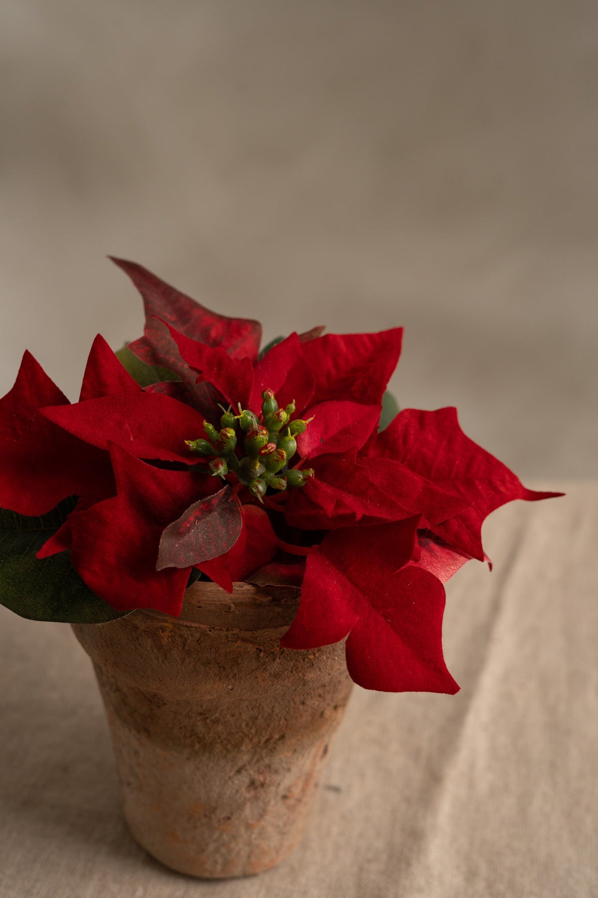 Julstjärna - 10cm - Röd