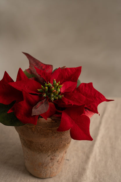 Julstjärna - 10cm - Röd