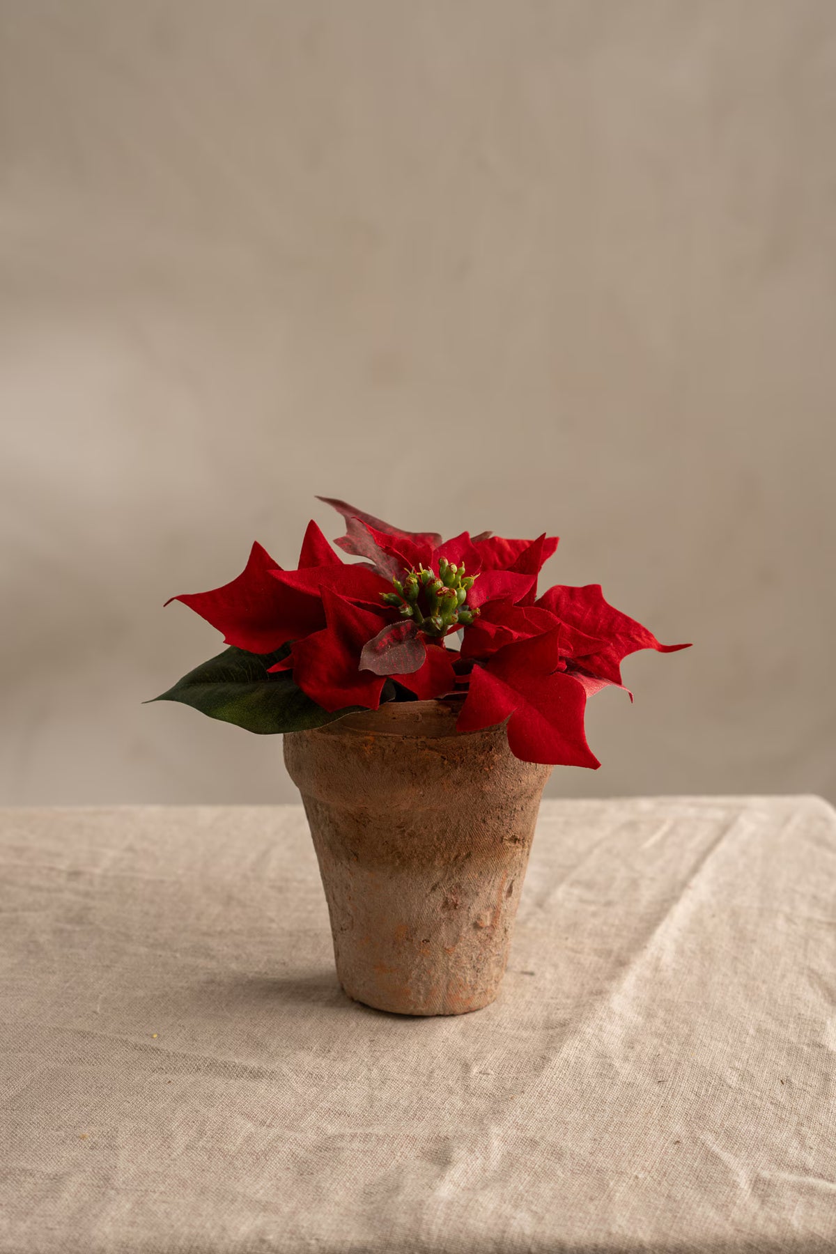 Julstjärna - 10cm - Röd