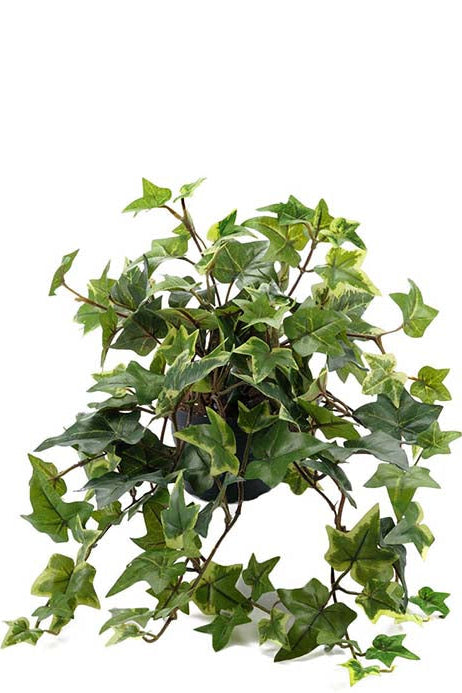 Murgröna - 30cm
