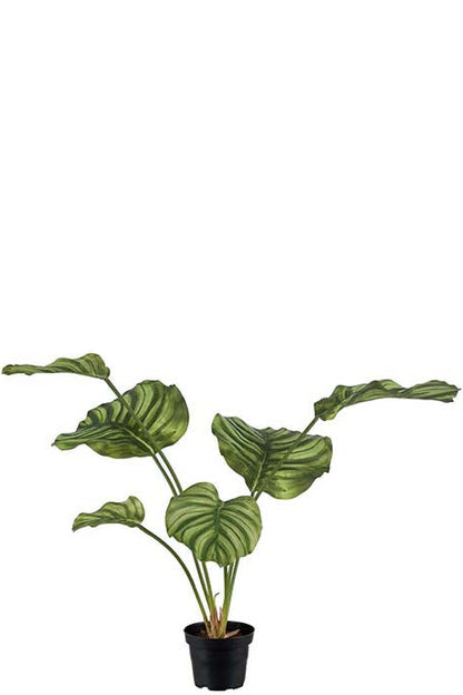 Calathea - 55cm