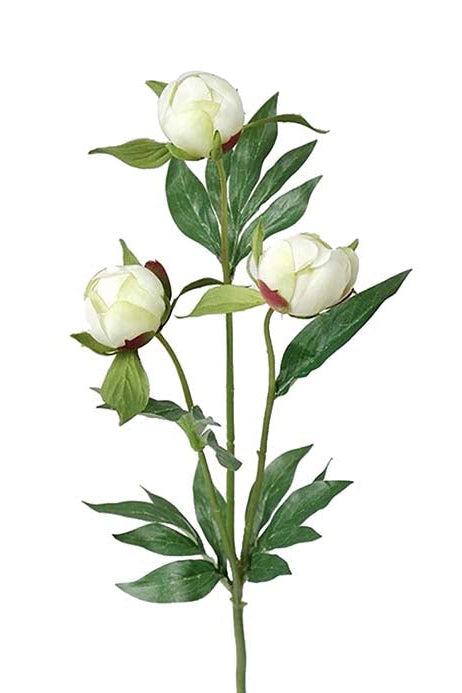 Pion - 45cm - Vit