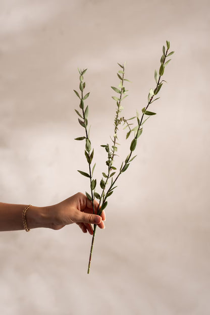 Eucalyptus - 50cm - Grön
