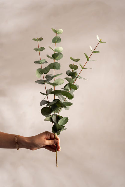 Eucalyptus - Grön