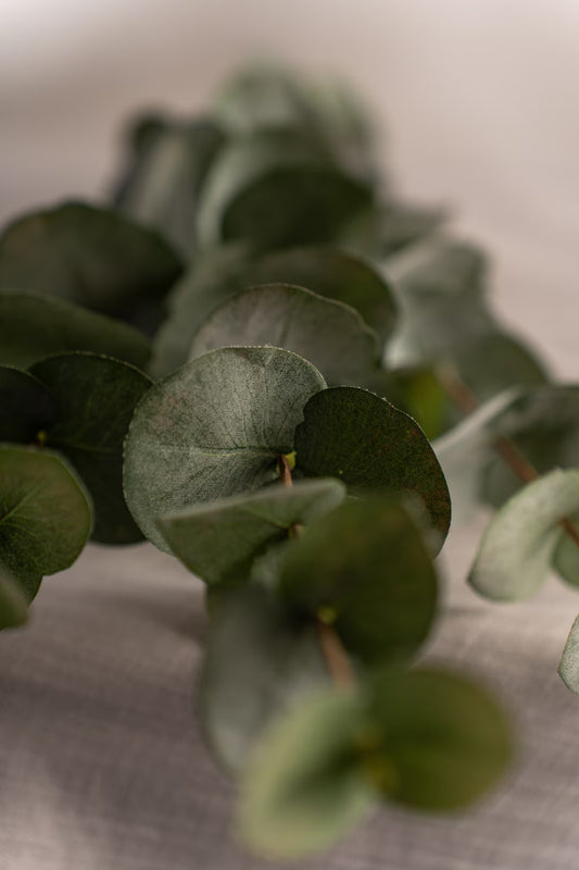 Eucalyptus - Grön