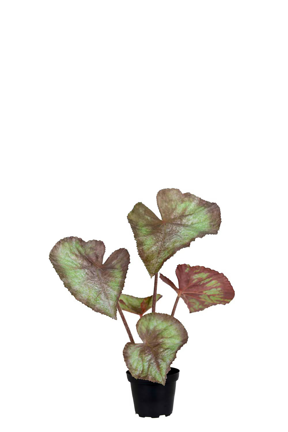 Rexbegonia - 35cm - Grön