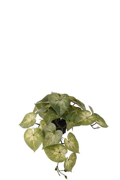 Caladium - 30cm