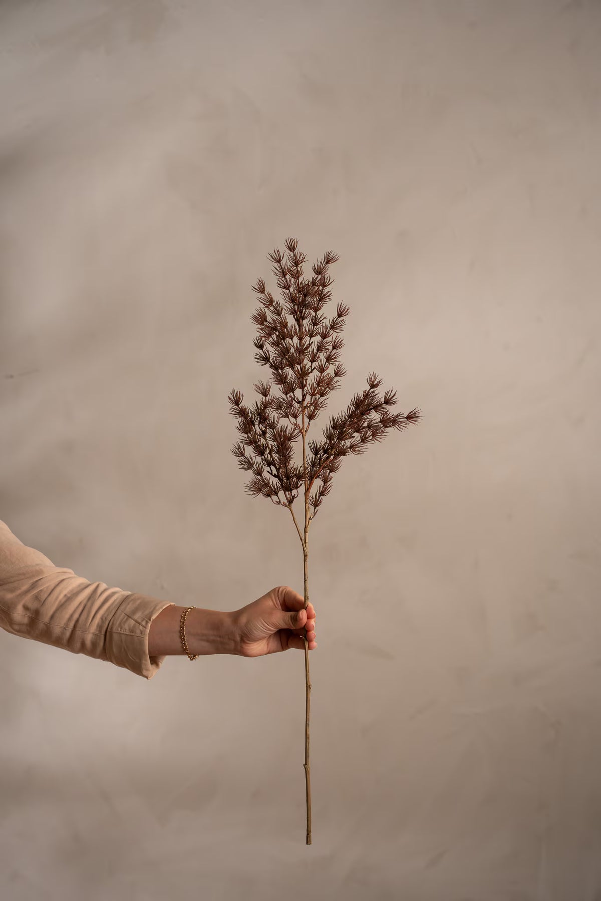 Asparagus - 75cm - Brun