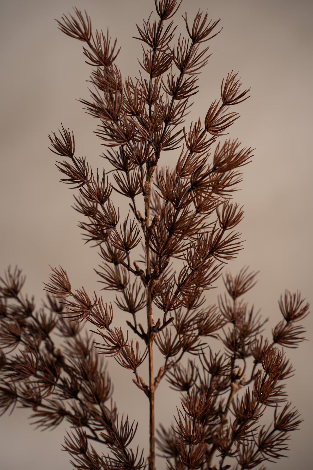 Asparagus - 75cm - Brun