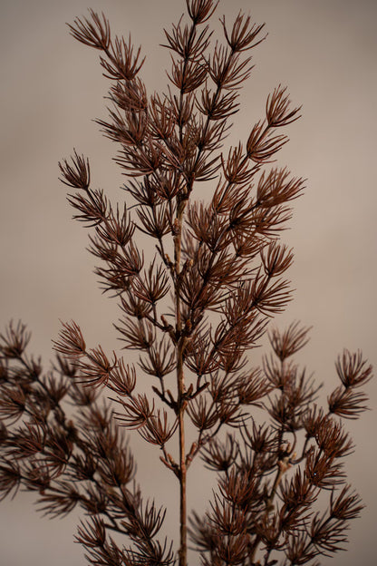 Asparagus - 75cm - Brun