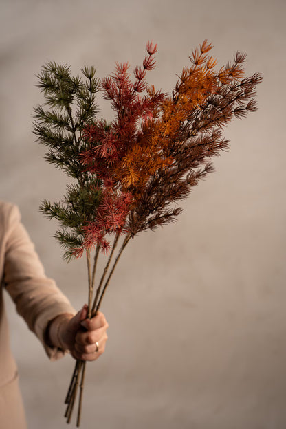 Asparagus - 75cm - Brun