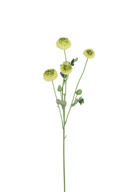 Chrystanthemum - Grön