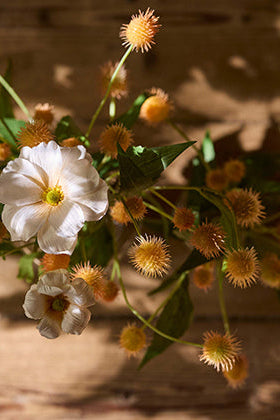 Tistel - Rosa