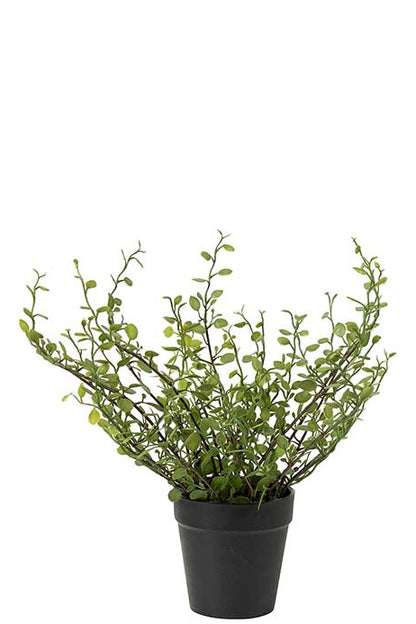 Muehlenbeckia - 25cm