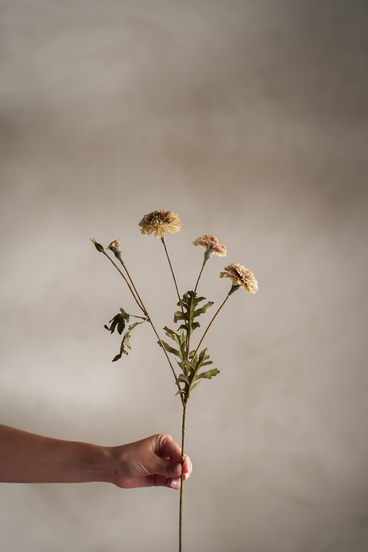 Tagetes - 55cm - Cream