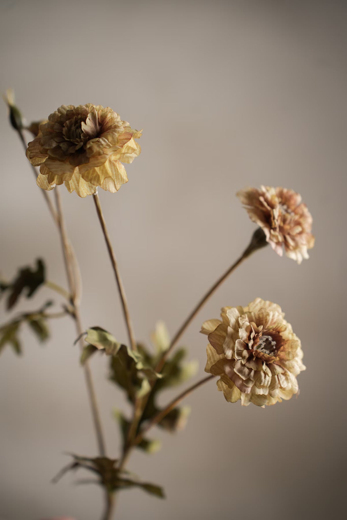 Tagetes - 55cm - Cream
