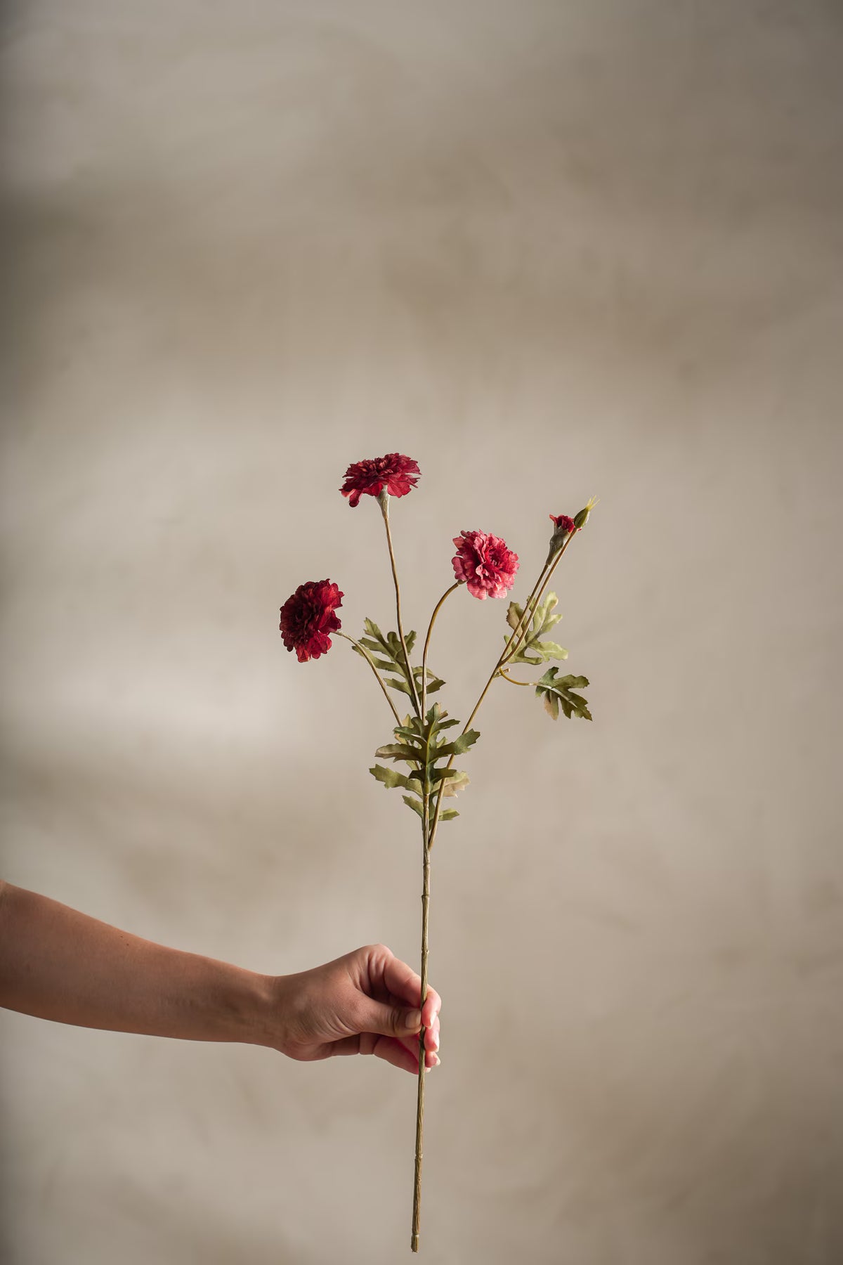 Tagetes - 55cm - Röd