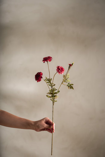 Tagetes - 55cm - Röd