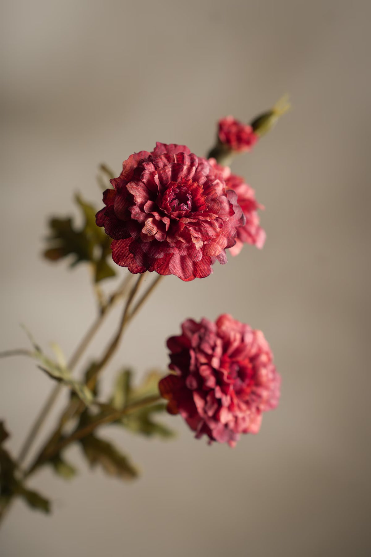 Tagetes - 55cm - Röd