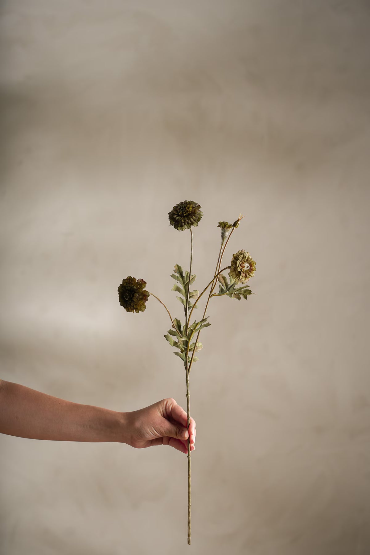 Tagetes - 55cm - Grön