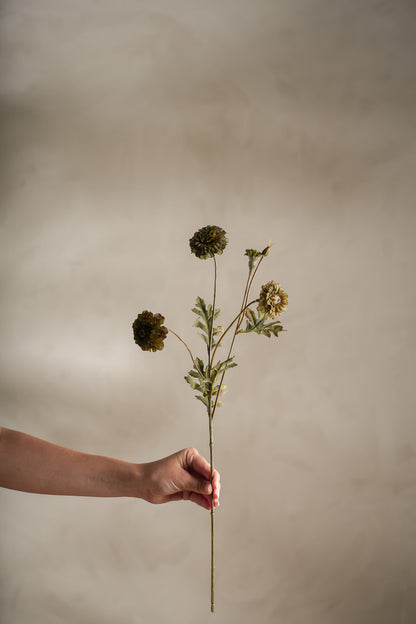 Tagetes - 55cm - Grön