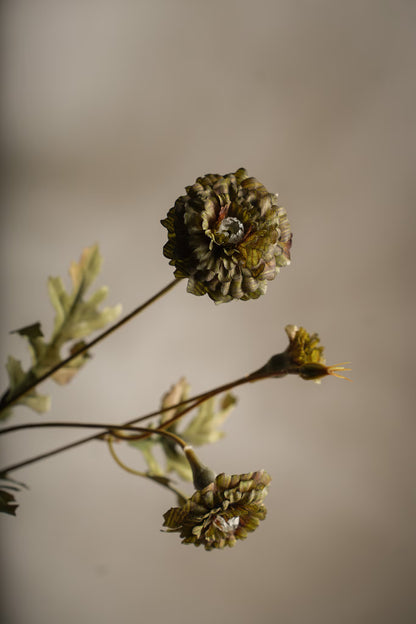 Tagetes - 55cm - Grön