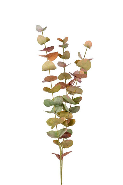Eucalyptus - Rosa