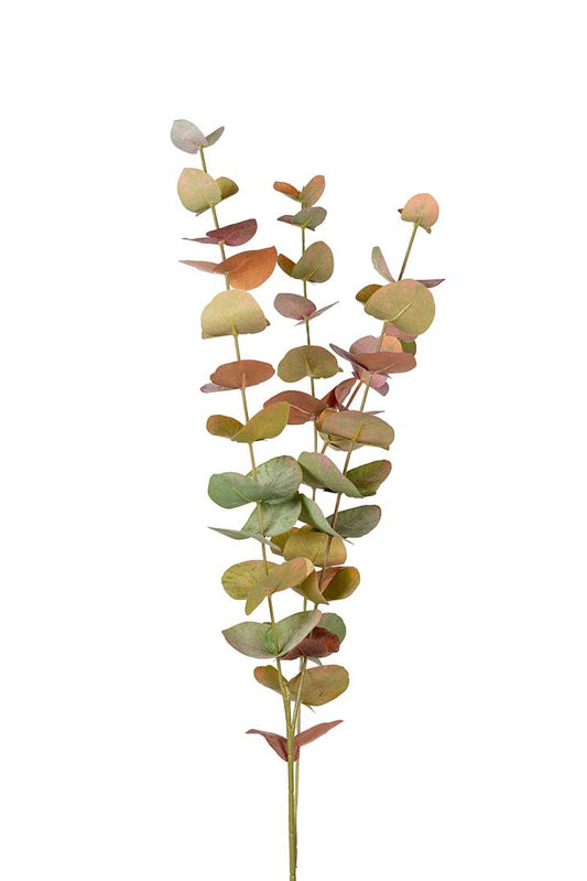 Eucalyptus - Rosa