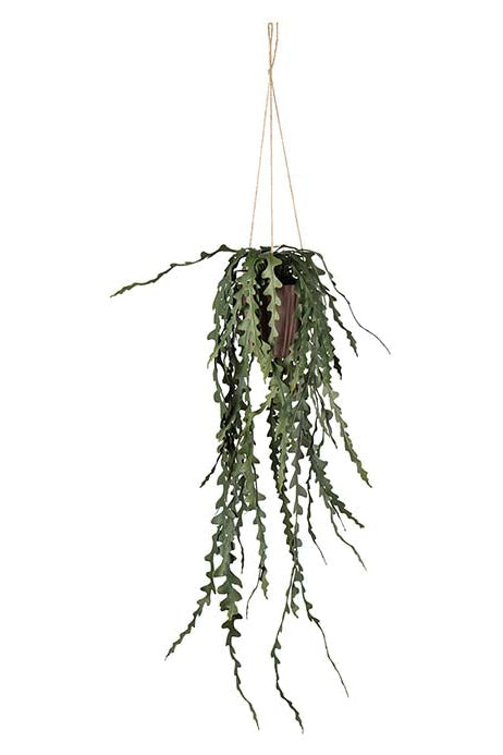 Älghornsbräken - 60cm