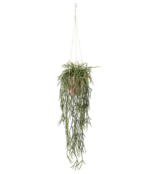 Rhipsalis - 55cm