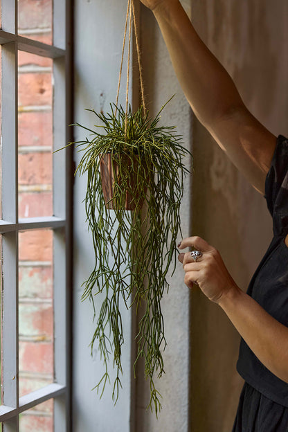 Rhipsalis - 55cm