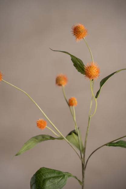 Tistel - Rosa