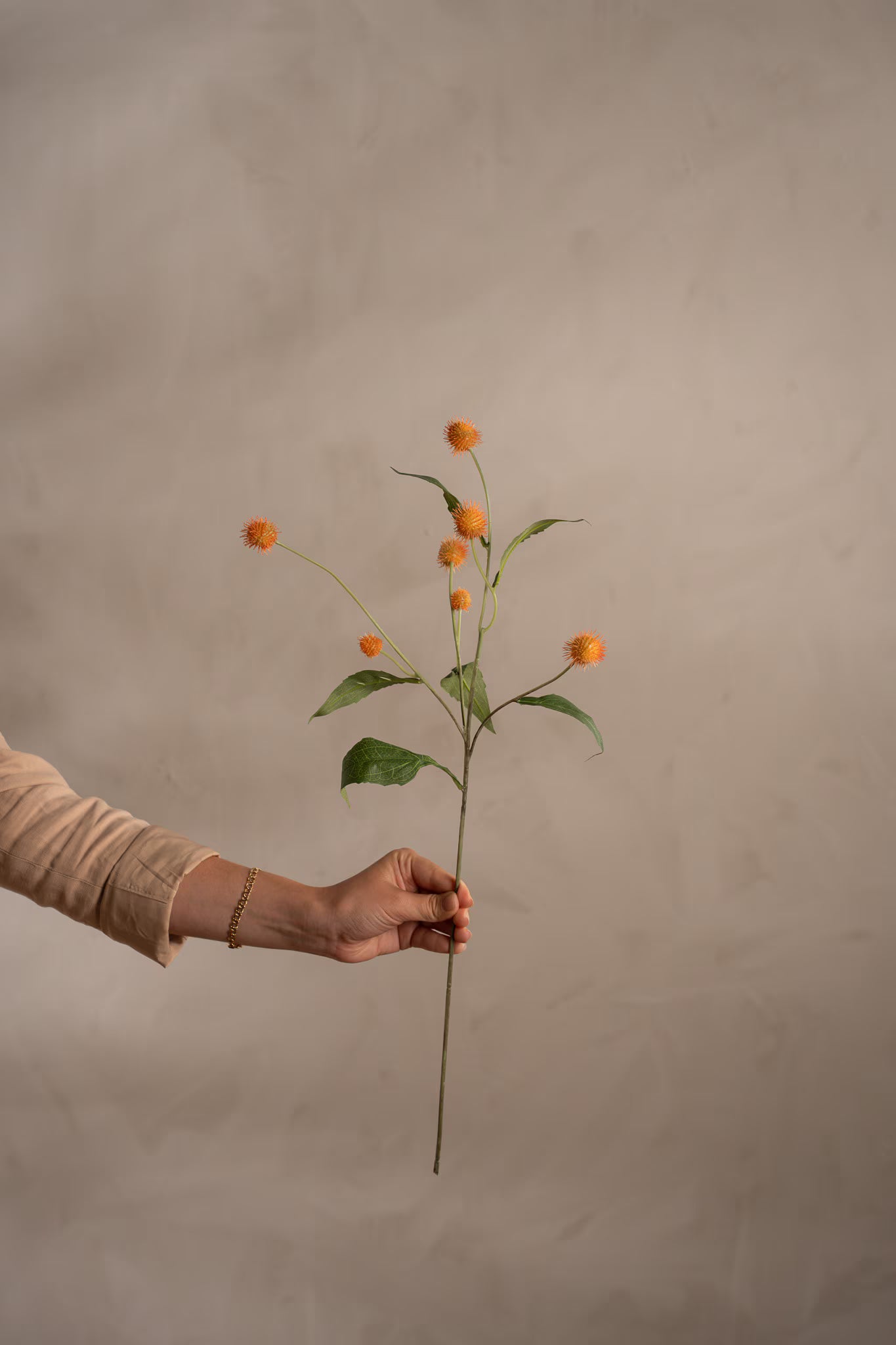 Tistel - Rosa