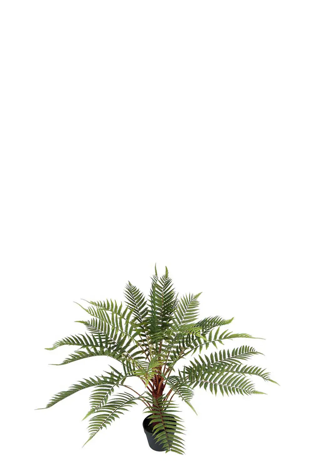 Ormbunke - 80cm - Grön