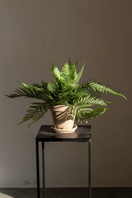 Ormbunke - 35cm