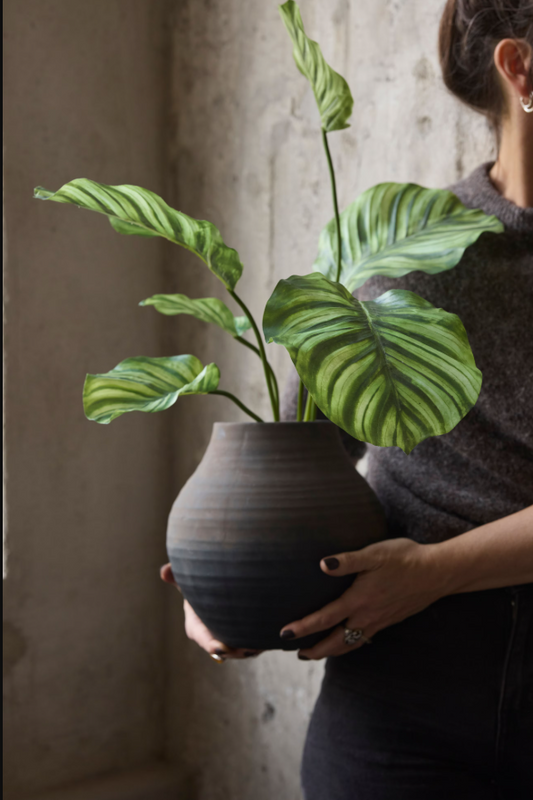 Calathea - 55cm