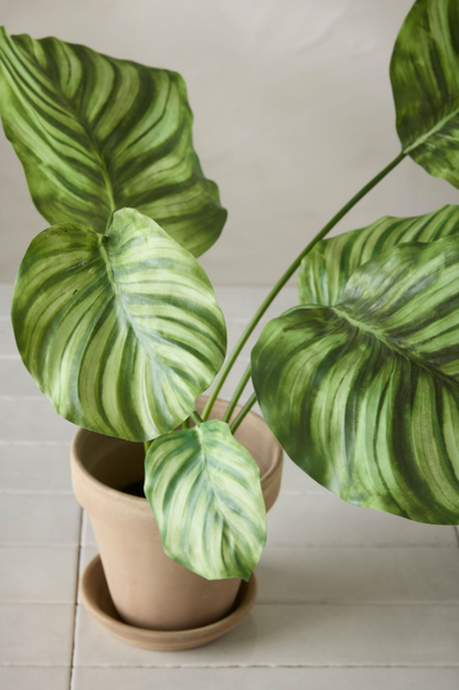 Calathea - 55cm