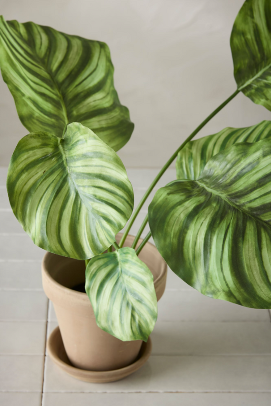Calathea - 55cm