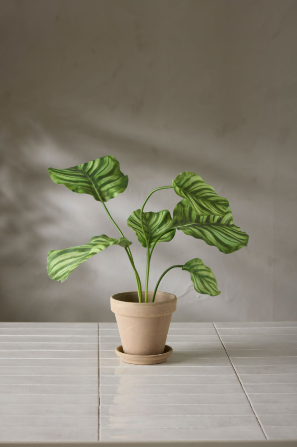 Calathea - 55cm