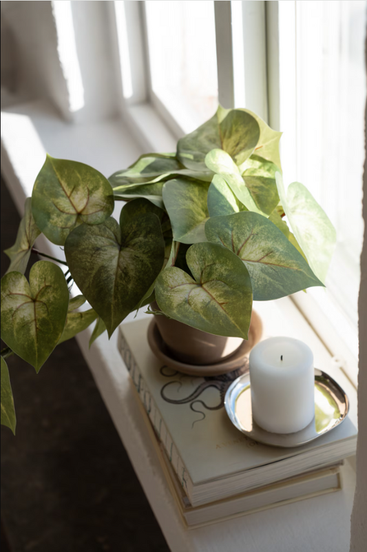 Caladium - 30cm