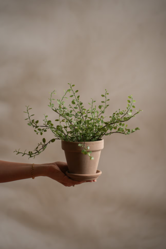 Muehlenbeckia - 25cm
