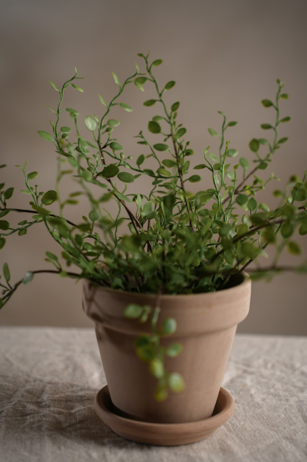 Muehlenbeckia - 25cm