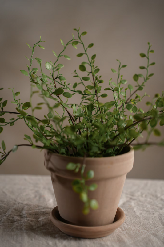 Muehlenbeckia - 25cm